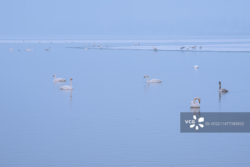 大天鹅惬意越冬众生相（山西运城市平陆县三湾天鹅湖）图片素材
