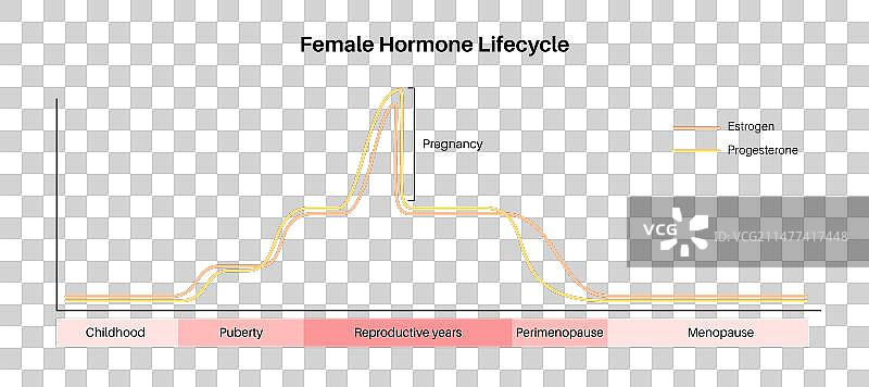 怀孕期间的激素图片素材