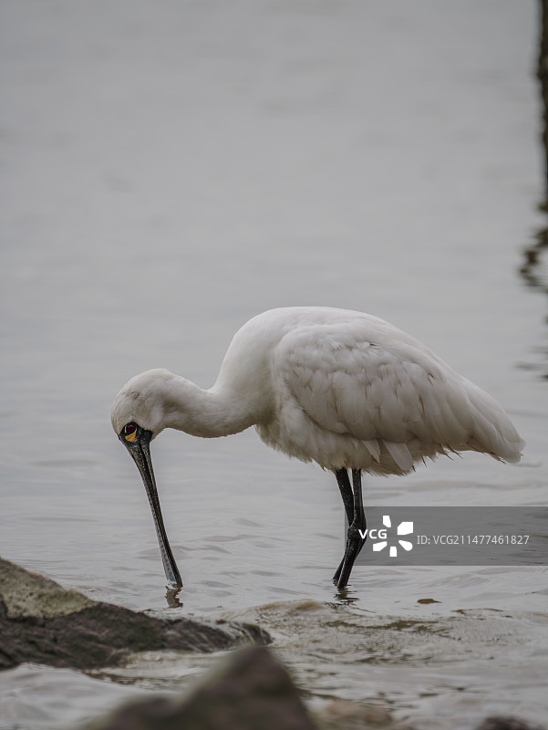 深圳湾黑脸琵鹭图片素材