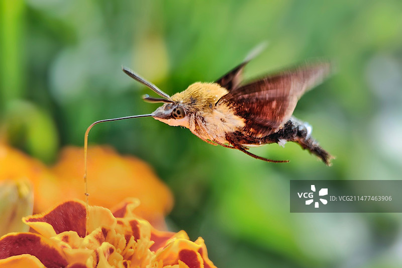 蜂鸟鹰蛾图片素材