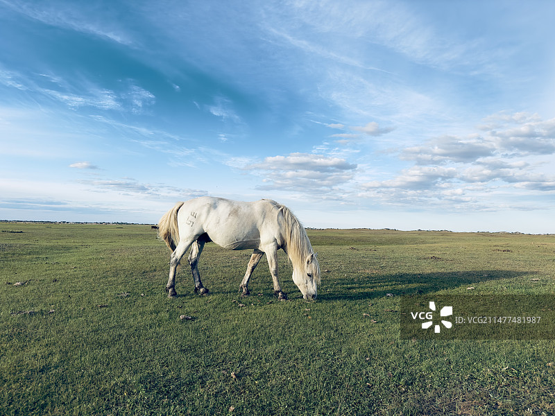 蓝天白云下草原上的白马图片素材