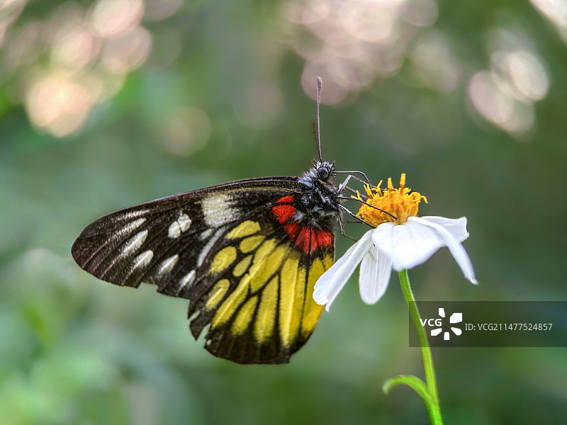 报喜斑粉蝶图片素材