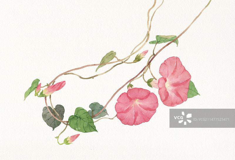 水彩绘画牵牛花图片素材