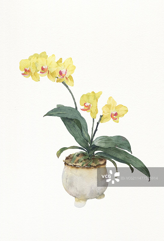 水彩绘画兰花图片素材