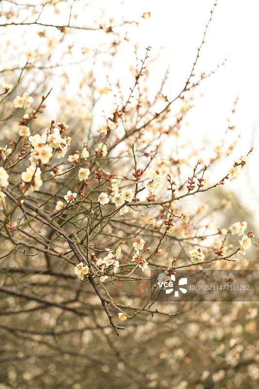 橘子洲梅园的梅花图片素材