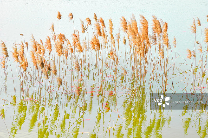 秋水红鱼和芦苇图片素材