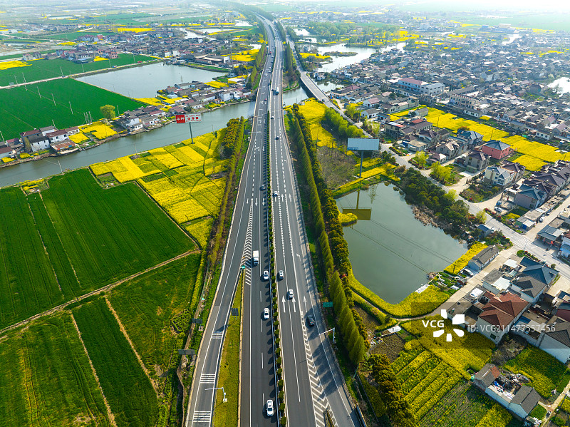 江苏兴化春天水上油菜花田航拍图片素材