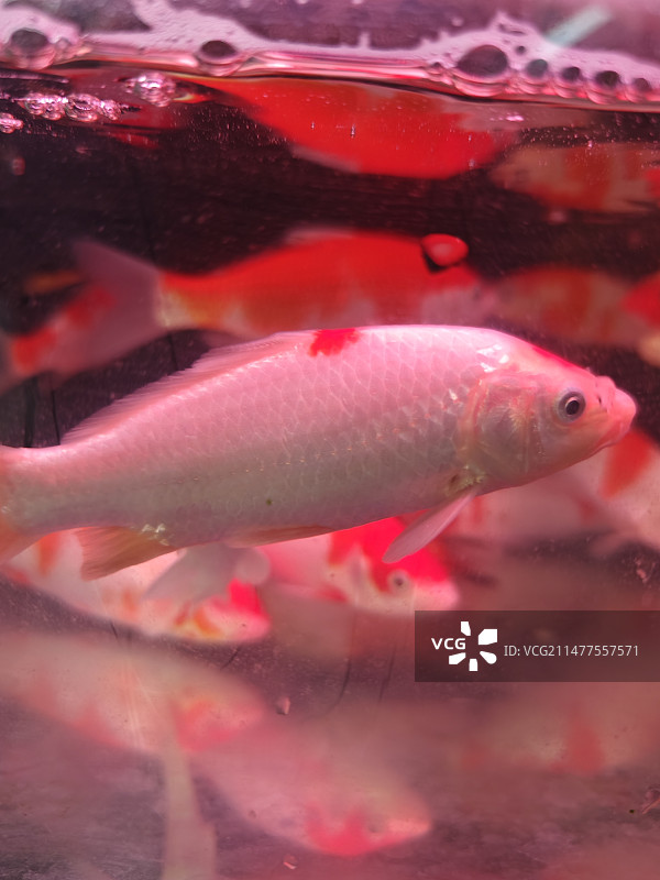 年年有鱼图片素材