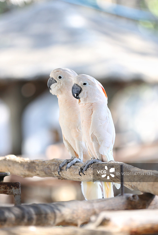 鹦鹉栖息在木头上的特写镜头图片素材