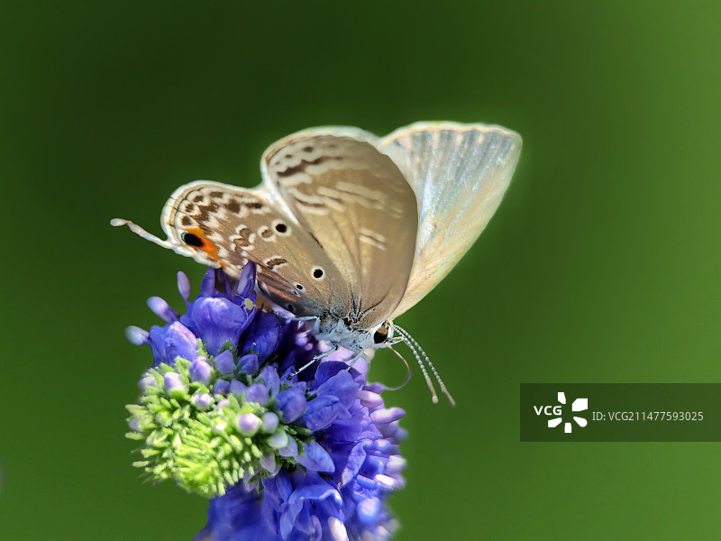 蝴蝶在紫花上授粉的特写镜头图片素材