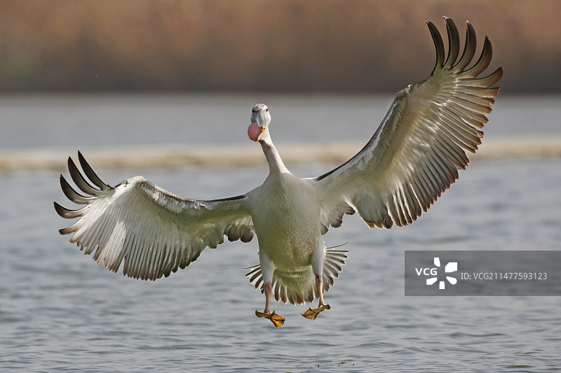 DSC00390卷羽鹈鹕图片素材