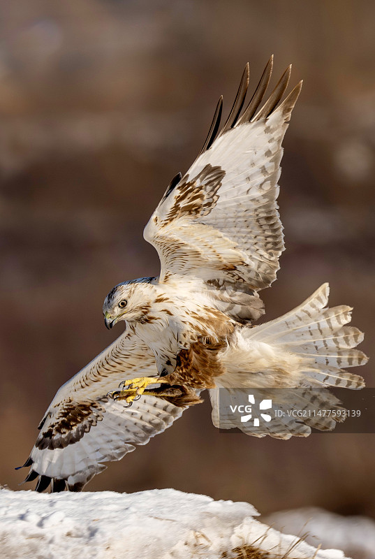 大鵟降落的特写镜头图片素材