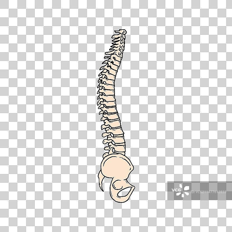 人类脊椎骨骼设计图片素材