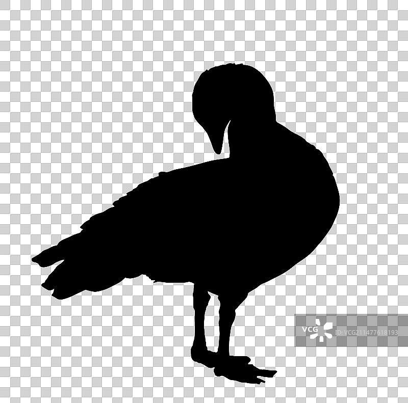 麦哲伦鹅剪影图片素材