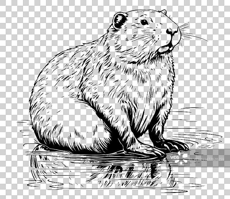 河狸啮齿动物哺乳动物图片素材