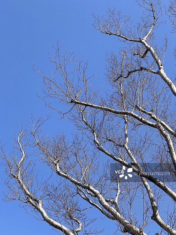 晴朗蓝天下的裸树俯视图图片素材