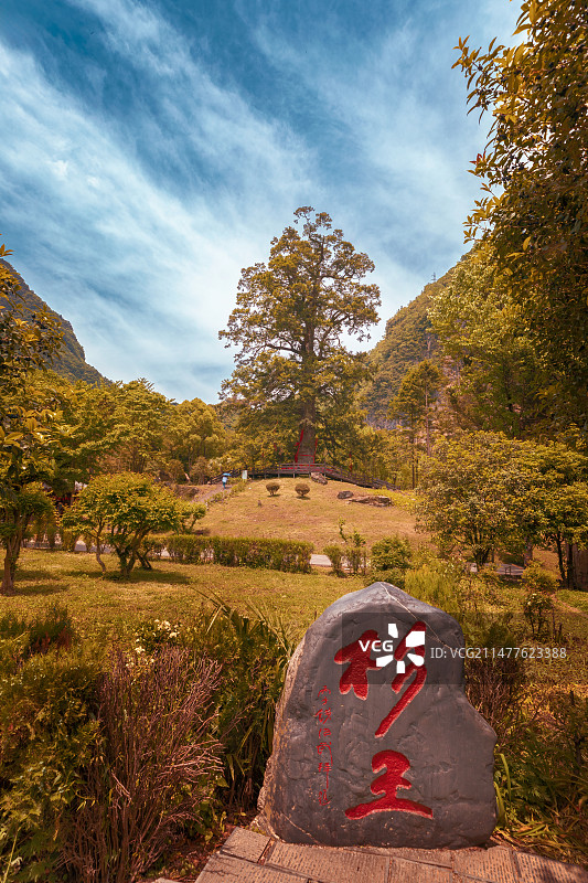 湖北神农架-神农坛千年红豆杉图片素材