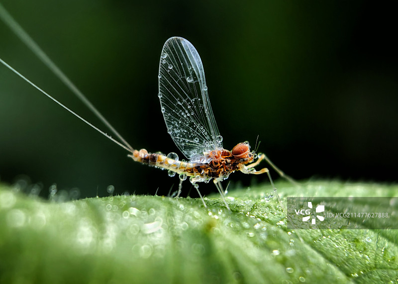 晨露中的蜉蝣图片素材