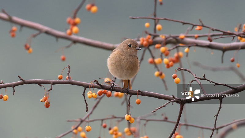 北红尾鸲图片素材