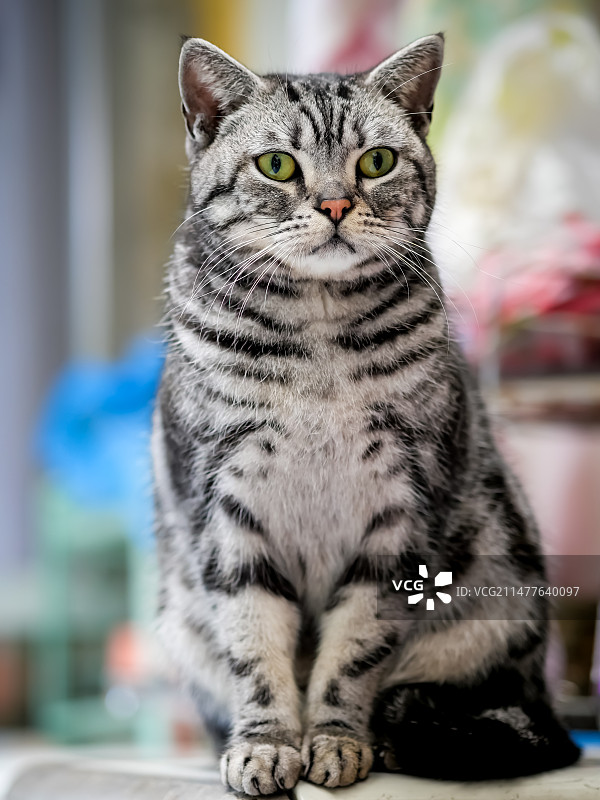 坐着的美国短毛猫的特写镜头图片素材