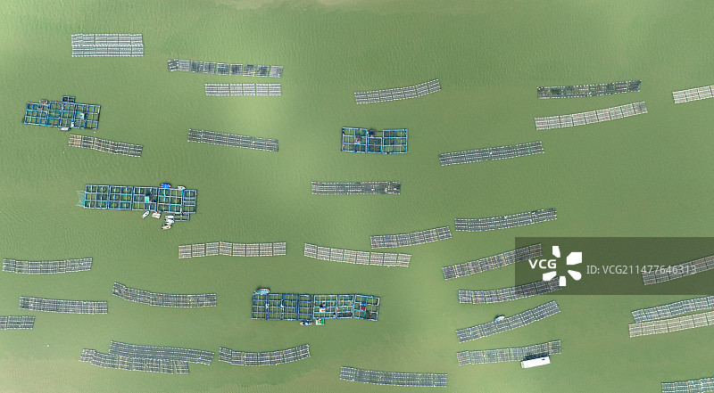 广东湛江麻章区，通明湾一带浅海，养蚝业发达，是湛江生蚝的主要出产地。图片素材