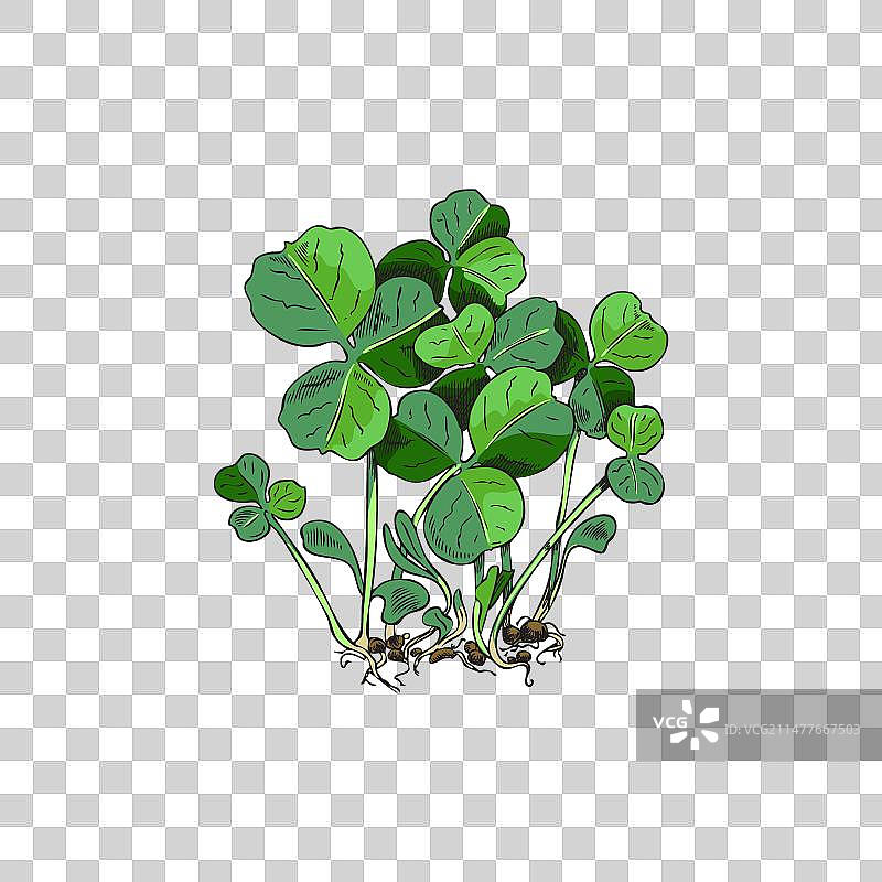 手绘三叶草天然蔬菜苗图片素材