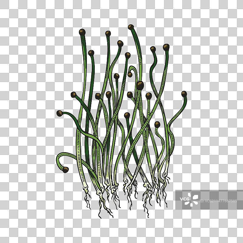 手绘小香葱图片素材