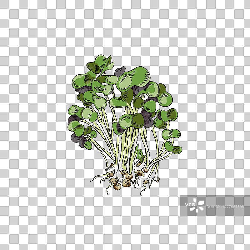 手绘的微型蔬菜束图片素材