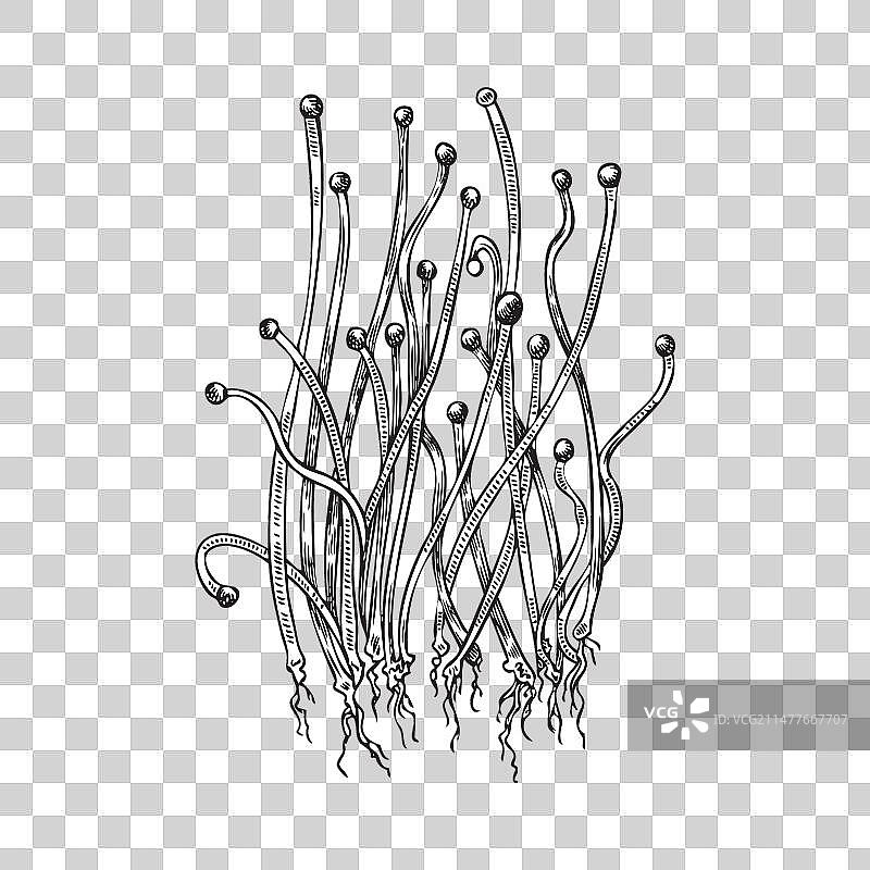 手绘雕刻小葱图片素材