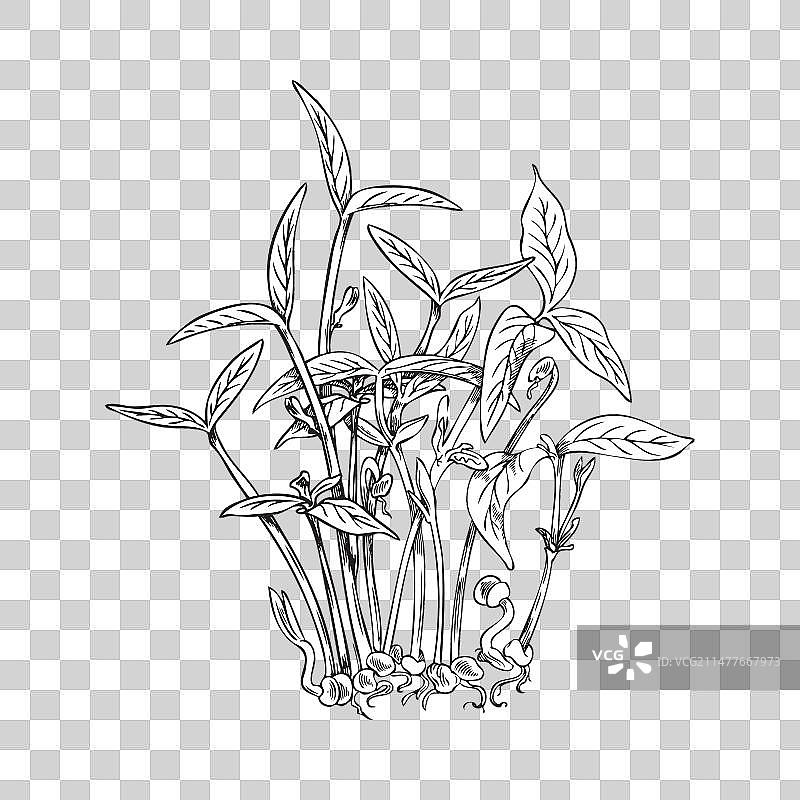 绿豆苗植物天然有机草本图片素材