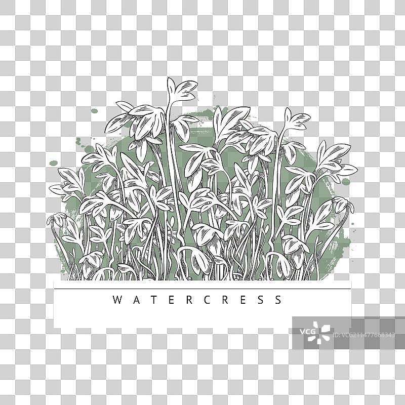 手绘豆瓣菜微型蔬菜标签图片素材