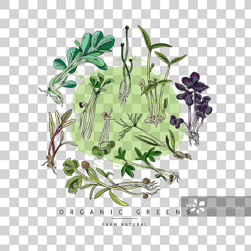 手绘新鲜微型蔬菜图片素材