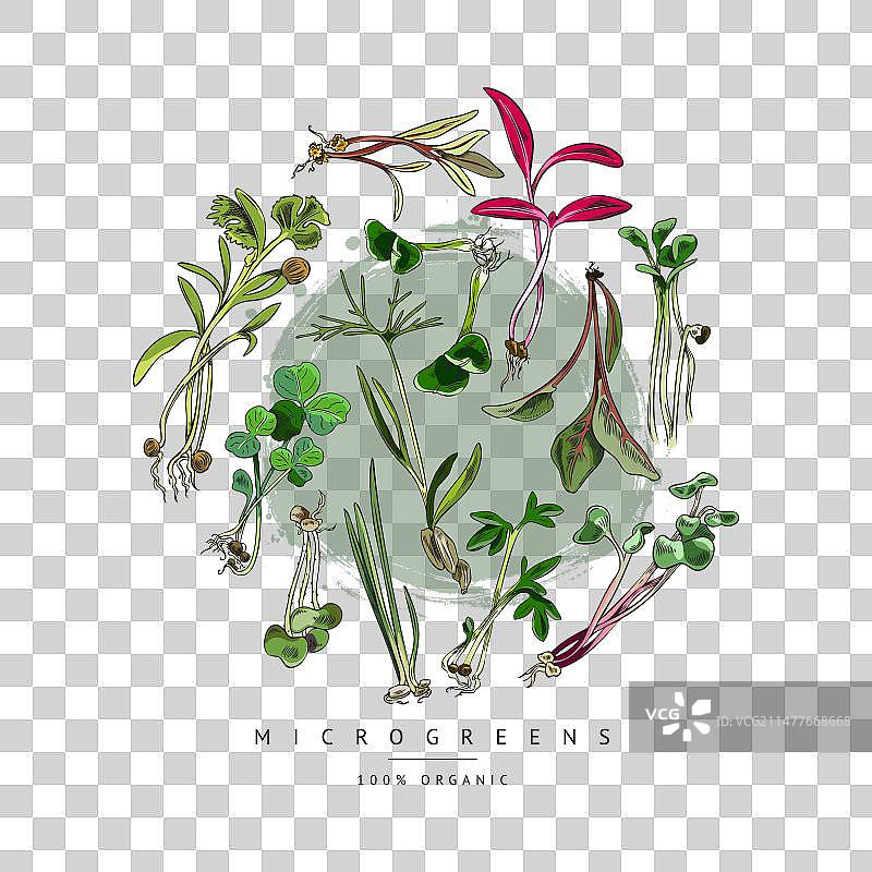 圆形手绘不同微型蔬菜苗图片素材
