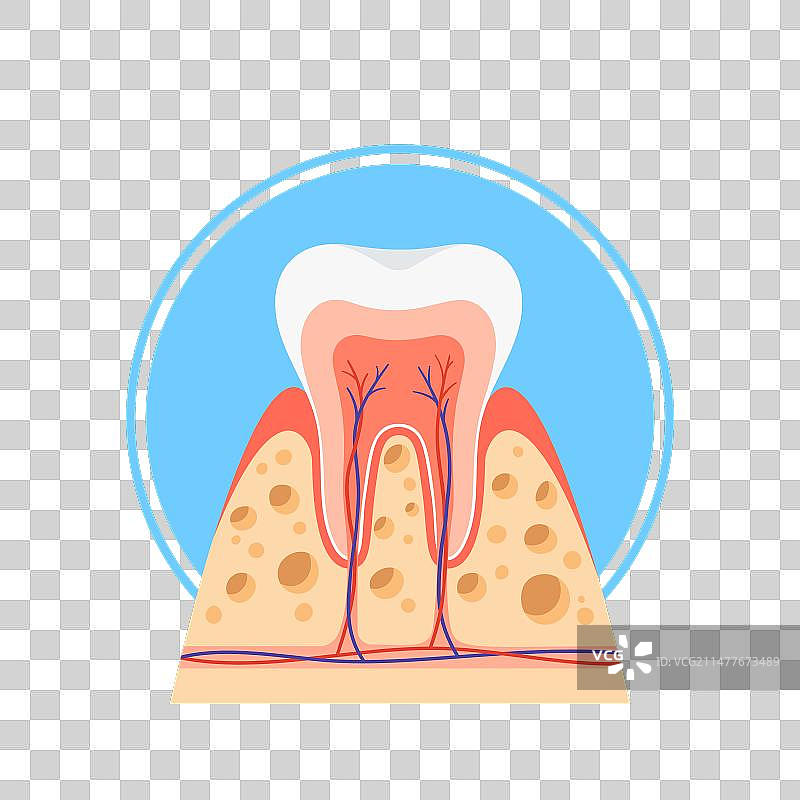 健康牙齿横截面图图片素材