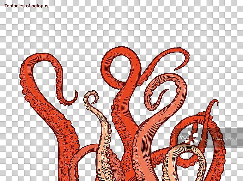红色章鱼触手图片素材