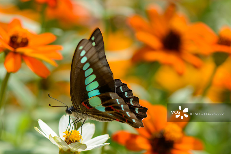 蝴蝶 青凤蝶 惊蛰 节气图片素材