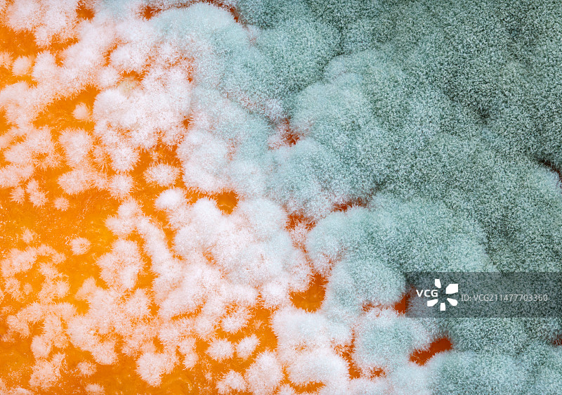 青霉菌图片素材