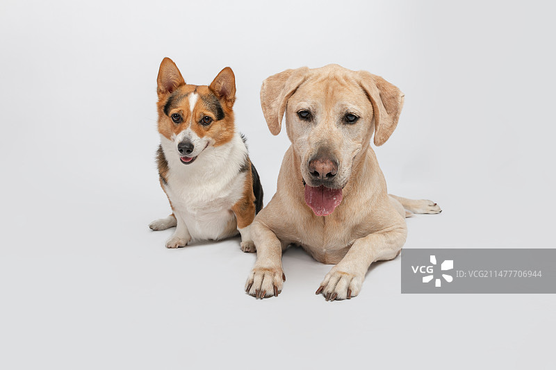 拉布拉多柯基犬白底配图图片素材