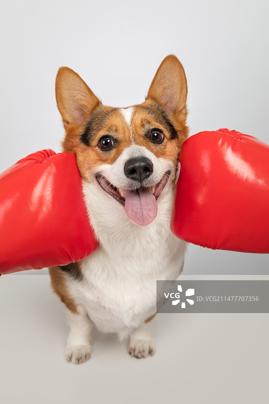 露出笑容的柯基犬图片素材