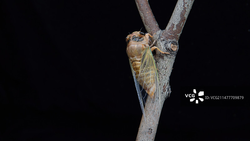 刚羽化的知了图片素材