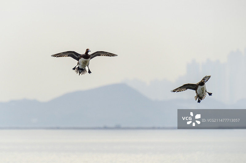 展翅高飞的鸭子图片素材