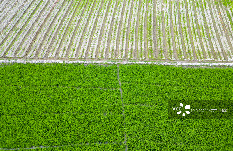 海南三亚博后村高视角航拍水稻农田图片素材