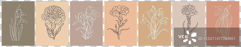 康乃馨和雪滴花一月生月花图片素材