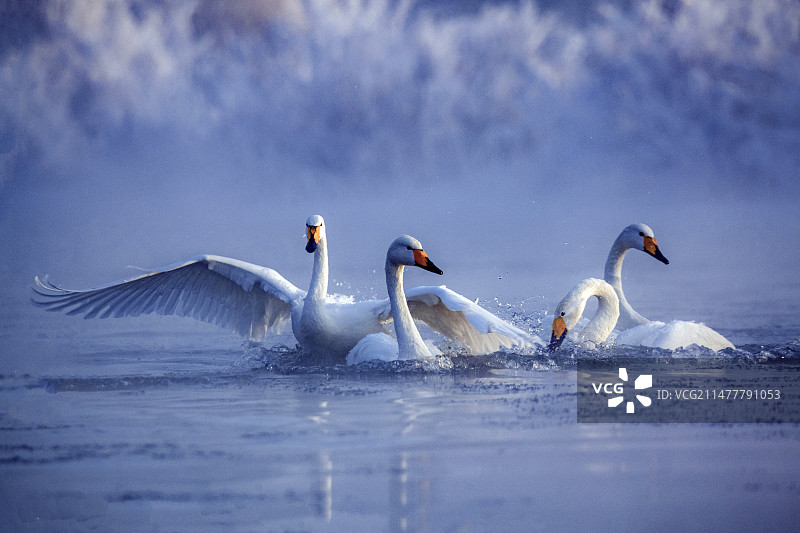 大凌河嬉戏得大天鹅图片素材