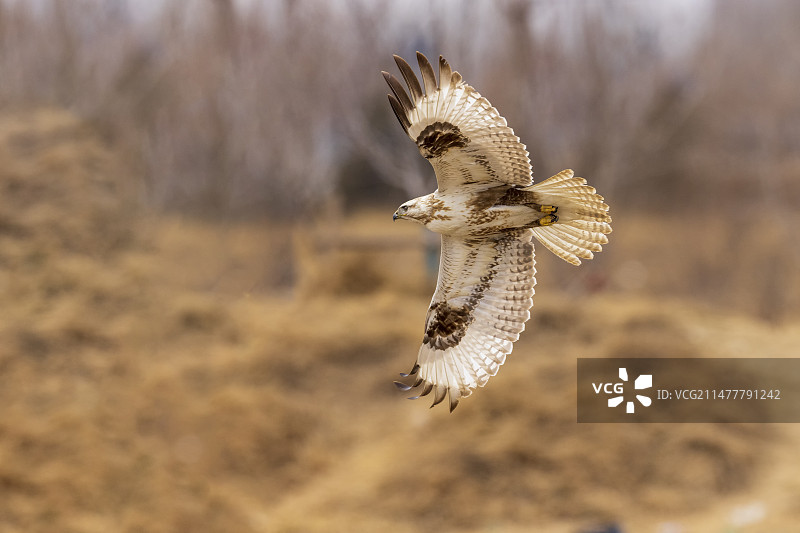侧飞的大鵟普通鵟图片素材