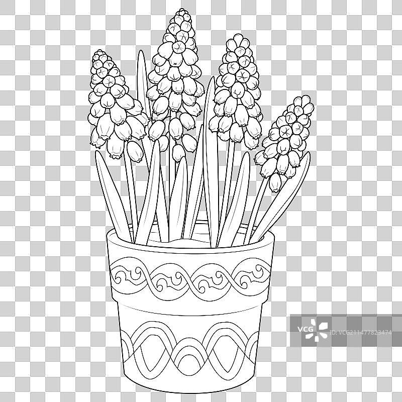 盆栽葡萄风信子轮廓图标（黑白）图片素材