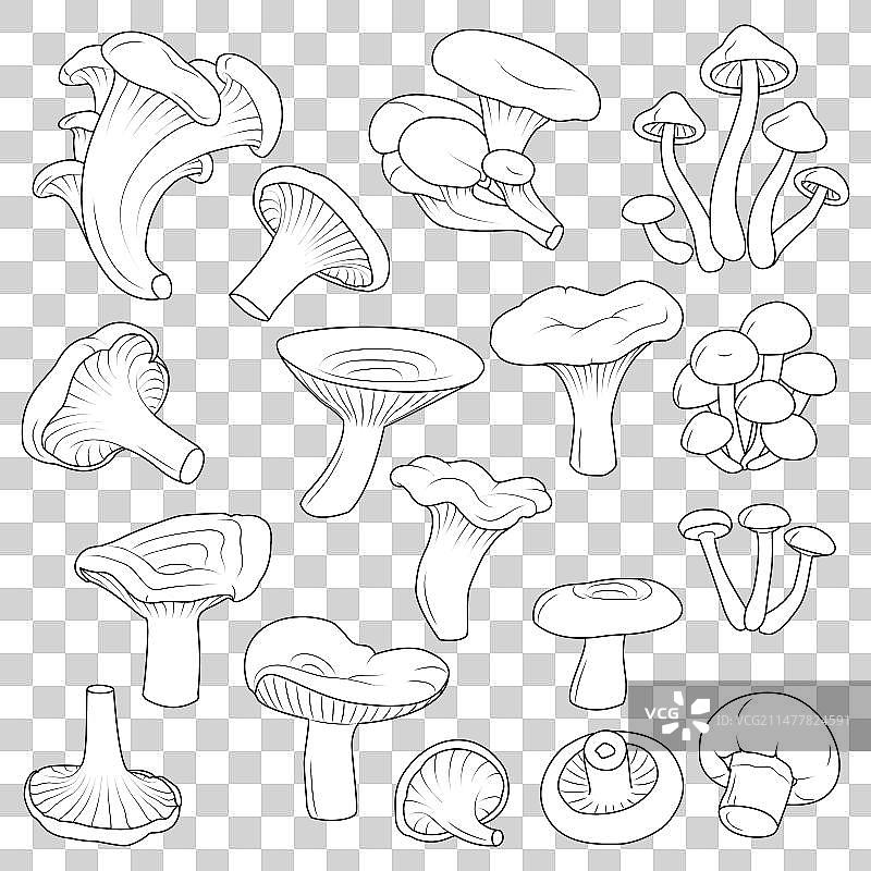 黑白蘑菇合集图片素材