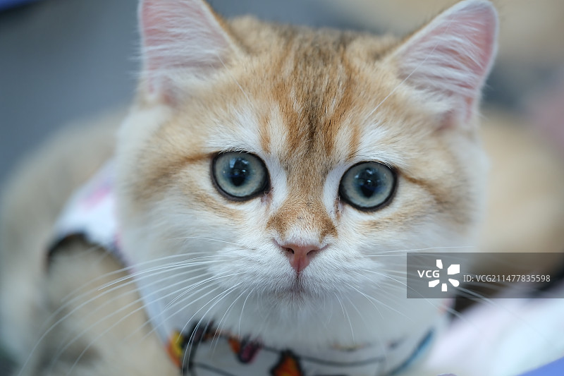 猫展猫赛上的猫咪们图片素材