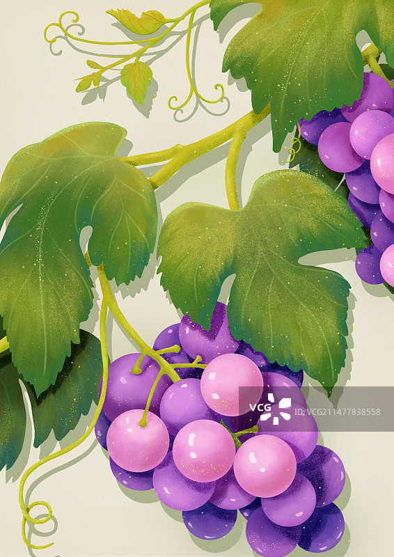 肌理风的紫色葡萄植株图片素材