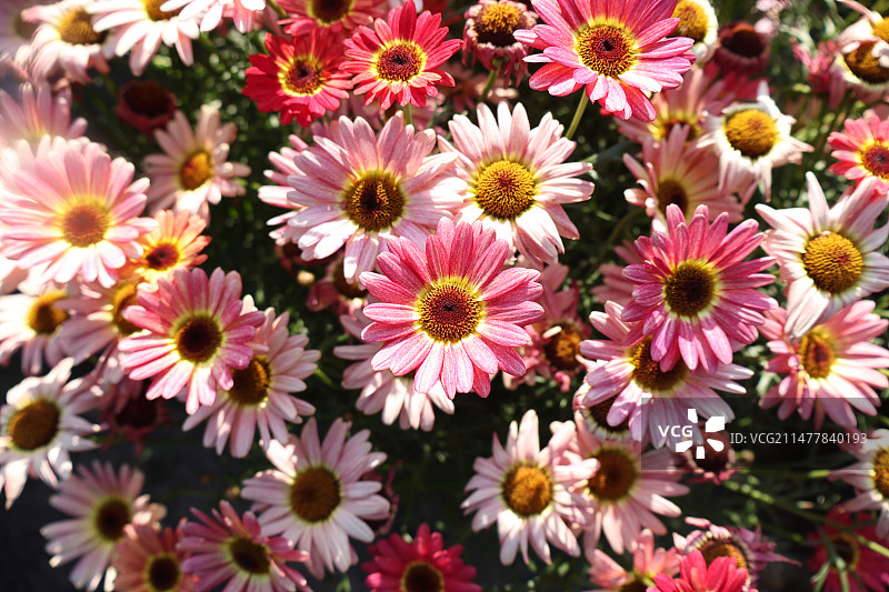 粉红色开花植物的高角度视图图片素材